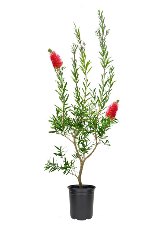 Bottlebrush Red Cluster | Live Quart Size Plants | Callistemon citrinus | Perfect for Gardens & Landscaping | Easy to Grow & Low Maintenance Vibrant Shrub