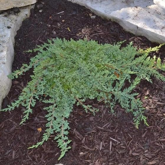 Procumbens Nana Juniper | Extra Large Gallon Plants | Lush, Low-Growing Evergreen, Ideal for Ground Cover, Bonsai, Topiary, and Landscape Design, Hardy & Drought Resistant