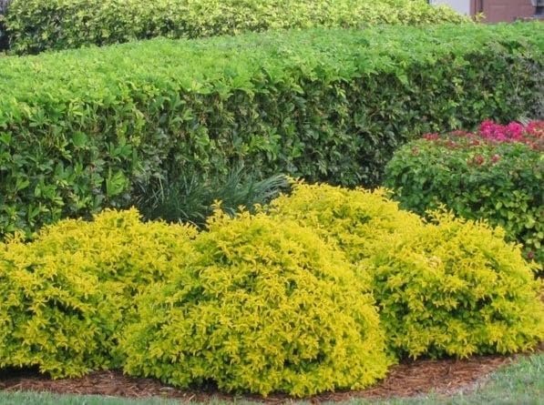 Duranta Gold Mound | Extra Large 3 Gallon Plants | Duranta Erecta 'Gold Mound' | Vibrant Foliage | Landscape Accent