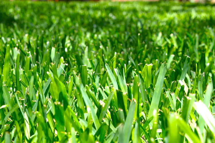 St. Augustine 'Floratam' Inch Sod Plugs - Drought, Salt and Shade Tolerant Turf Grass