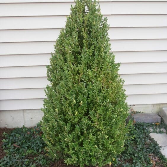 Green Mountain Boxwood | Live Gallon Size Plants | Elegant Pyramid-Shaped Evergreen, Ideal for Topiary & Landscaping, Cold-Hardy & Drought-Tolerant