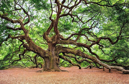 Swamp Chestnut Oak Tree | Live Seedlings | Quercus Michauxii | Perfect for Natural Landscapes | Hardy & Long-Lived