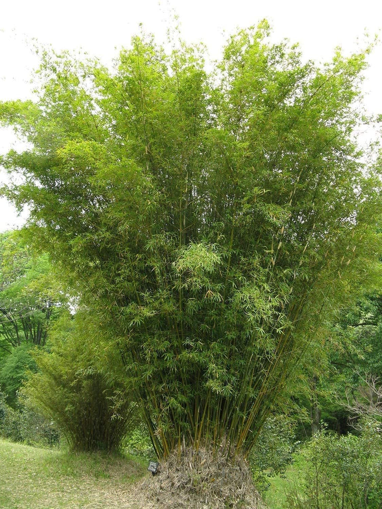 Golden Hedge Bamboo | Extra Large Gallon Plants | Bambusa Multiplex | Clumping Non-Invasive Screening Live Bamboo