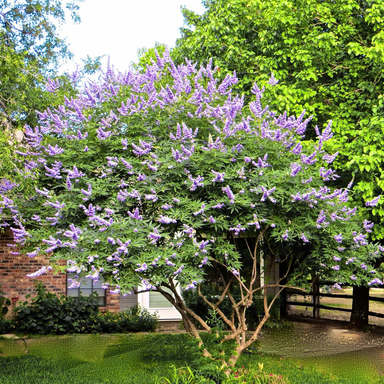 Chaste Tree | Large Gallon Size Pot | Vitex Agnus-Castus | Flowering Ornamental Shrub | Drought-Tolerant Garden Plants