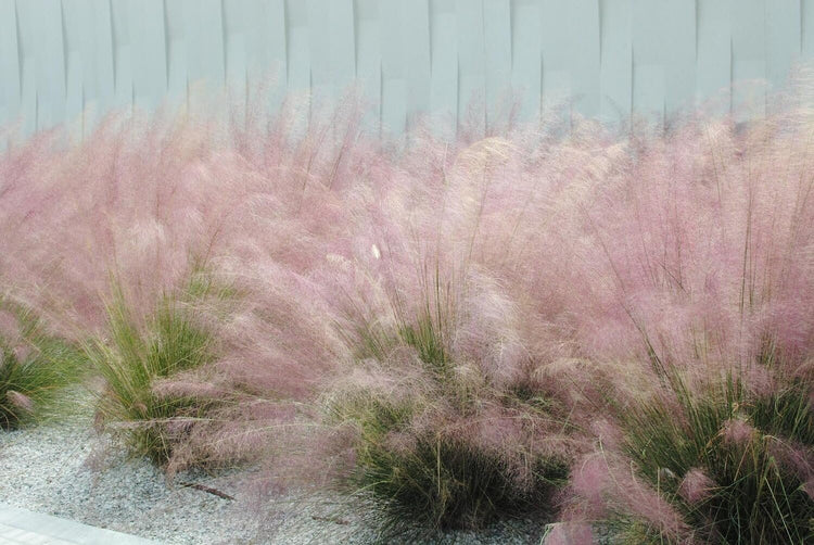 Muhly Grass | Extra Large Gallon Plants | Muhlenbergia capillaris | Landscape Beautification | Garden Elegance