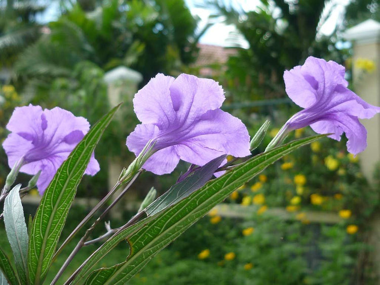 Mexican Petunia - Live Plants - Ruellia Tweediana 'Purple Showers'