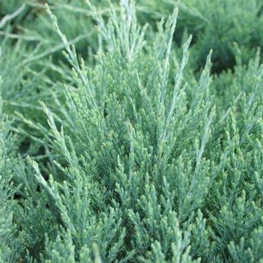 Hughes Juniper - Live Plants - Juniperus Horizontalis - Drought Tolerant Cold Hardy Evergreen Ground Cover