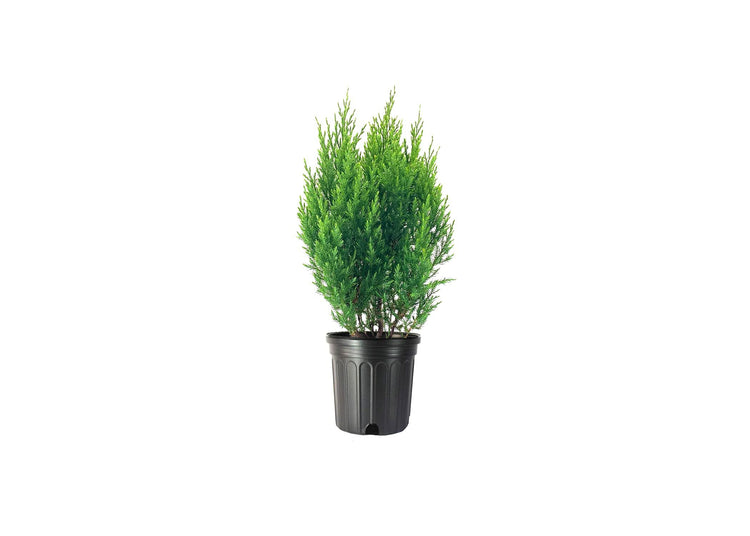 Spiny Greek Juniper | Live Gallon Size Tree | Juniperus Chinensis | Drought Tolerant Cold Hardy Evergreen Screening Plant