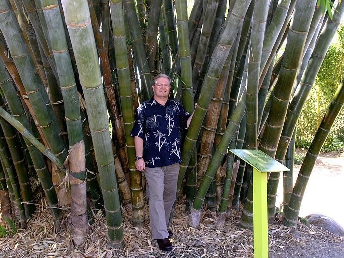 Dendrocalamus Giganteus Bamboo | Large Gallon Size Plants | Fast-Growing Privacy Screen | Giant Live Outdoor Greenery | Sustainable Garden Solution