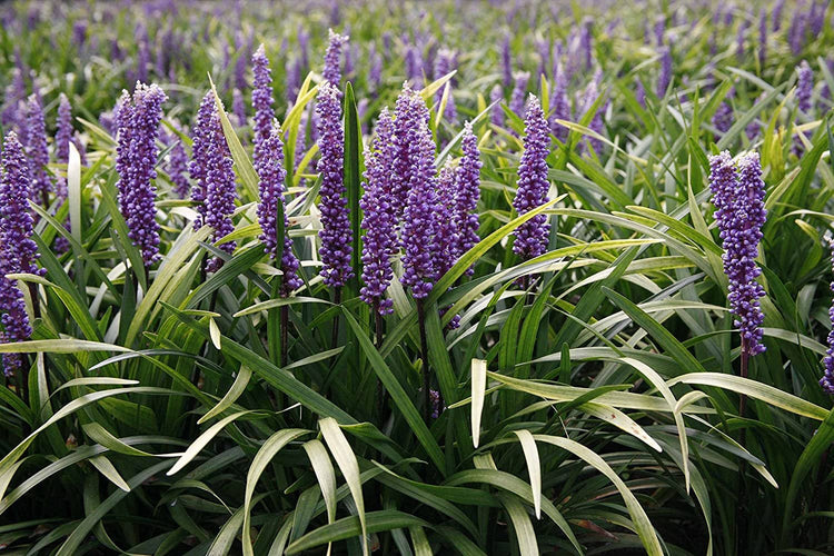 Super Blue Liriope - 10 Live Plants - Drought Tolerant Ground Cover Grass