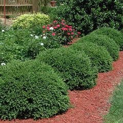 Sunbright Boxwood | Live Plants | Luminous Golden-Yellow Foliage, Perfect for Borders & Landscaping, Year-Round Color & Drought Tolerant, Live Shrub Plant