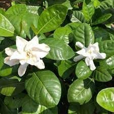 Gardenia Belmont | Extra Large 3 Gallon Plants | Gardenia Augusta 'Belmont' | Lush Blooming | Evergreen Elegance