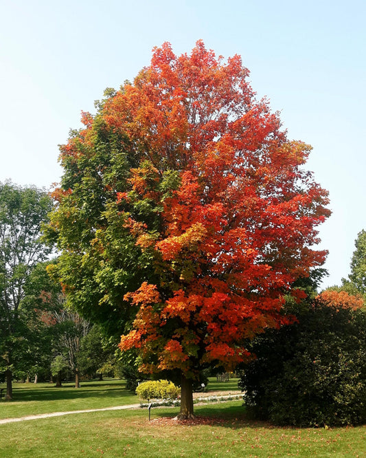 Trident Maple | Large Gallon Size Pots | Acer Buergerianum | Ornamental Shade Tree | Bonsai Starter Plants