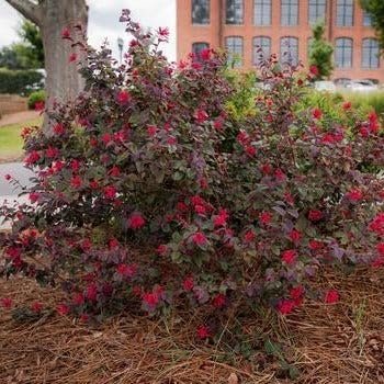 Loropetalum Red Chocolate | Extra Large 3 Gallon Plants | Loropetalum Chinense | Garden Showpiece | Year-Round Color