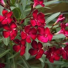 Oleander Red | Extra Large Gallon Plants | Nerium Oleander | Stunning Landscape Addition | Sun-Loving Blooms