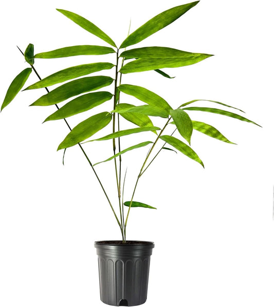 Dendrocalamus Giganteus Bamboo | Large Gallon Size Plants | Fast-Growing Privacy Screen | Giant Live Outdoor Greenery | Sustainable Garden Solution