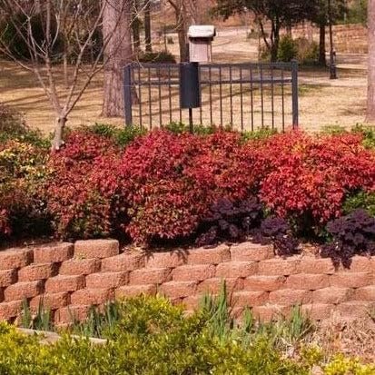 Nandina Firepower | Extra Large 3 Gallon Plants | Nandina Domestica 'Firepower' | Vibrant Foliage All Year | Easy to Grow