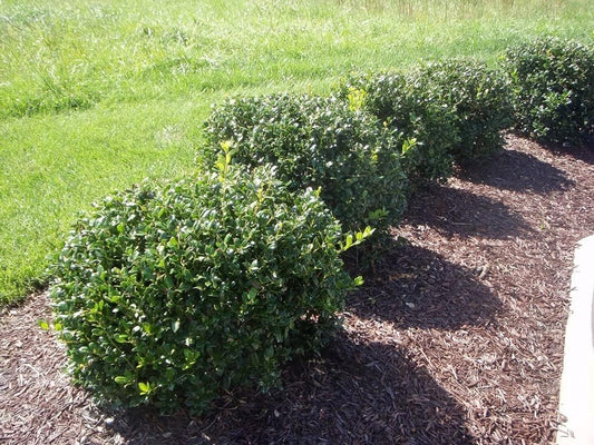 Carissa Holly I Large Gallon Size Plants I Ilex Cornuta I Live Dense Evergreen Shrub for Hedging, Borders, and Ornamental Landscaping, Glossy Leaves and Red Berries