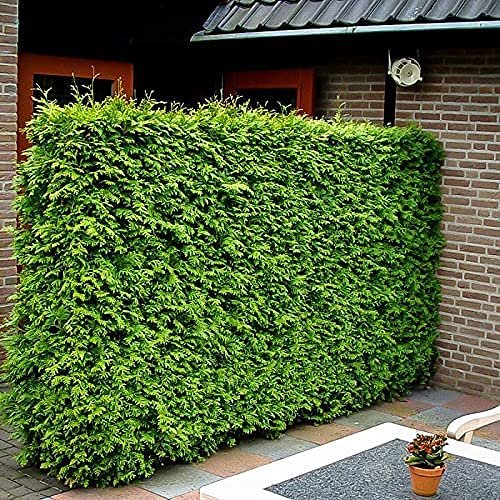 Green Giant Arborvitae | Large Gallon Trees | Thuja Plicata | Live Evergreen Privacy Screening Plants