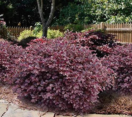 Loropetalum Daruma Compact Ruby I Live Plants I Chinese Fringe Flower I Vibrant Red Foliage and Pink Flowers, Low-Maintenance, Compact Shrub for Borders and Containers