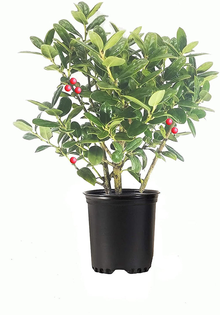 Dwarf Burford Holly | Live Quart Size Plants | Ilex Burfordi Evergreen Hedge Red Berries Shrub Tree