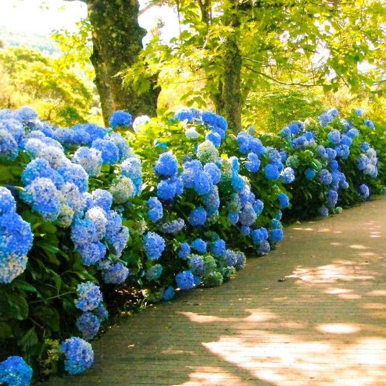 Hydrangea Nikko Blue | Extra Large Gallon Plants | Hydrangea macrophylla | Vibrant Bloom Color | Garden Favorite