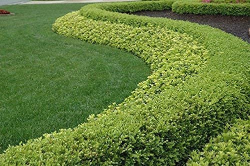 Winter Gem Boxwood - Live Plants - Inch Containers - Buxus Microphylla Japonica - Fast Growing Cold Hardy Formal Evergreen Shrub