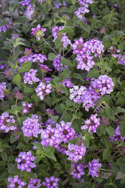 Lantana Purple I Large Gallon Size Plants I Verbenaceae Camara I Live Rich Purple Blooms, Heat and Drought Resistant, Ideal for Containers and Garden Borders (2 Plants)