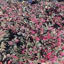 Loropetalum Daruma Dwarf Ruby | Extra Large Gallon Plants | Loropetalum Chinense | Vibrant Foliage | Easy Care