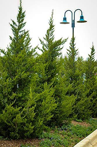 Hetzi Juniper | Live Gallon Size Tree | Juniperus Chinensis | Drought Tolerant Cold Hardy Evergreen Privacy Screening Plants