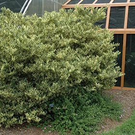 Ligustrum Jack Frost | Extra Large Gallon Plants | Variegated Foliage | Ideal for Hedges and Borders | Decorative Outdoor Shrub | Plants