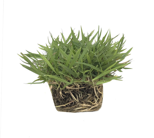 Zoysia Sod Plugs - Large 3" x 3" Plugs - Drought, Salt & Shade Tolerant Turf Grass