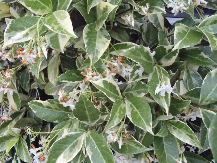 Confederate Jasmine Variegated - Live Plants - Trachelospermum Jasminoides Variegatum - Fragrant Blooming Evergreen Vine