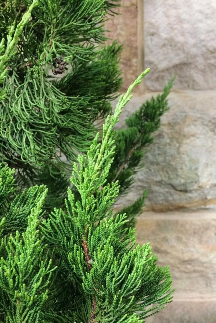 Keteleeri Juniper | Live Quart Size Plants | Stunning Evergreen for Year-Round Beauty, Excellent for Privacy Hedges, Windbreaks, and Ornamental Landscaping, Drought Tolerant