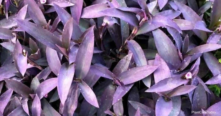 Purple Queen Tradescantia Setcresea I Live Plants I Spiderwort | Lush Magenta Foliage for Striking Garden Contrast, Ideal for Ground Cover, Borders, & Containers