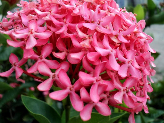 Ixora Dwarf Pink Taiwanensis | Live Plants | Ixora Chinensis | Perfect for Compact Spaces | Vibrant Tropical Blooms