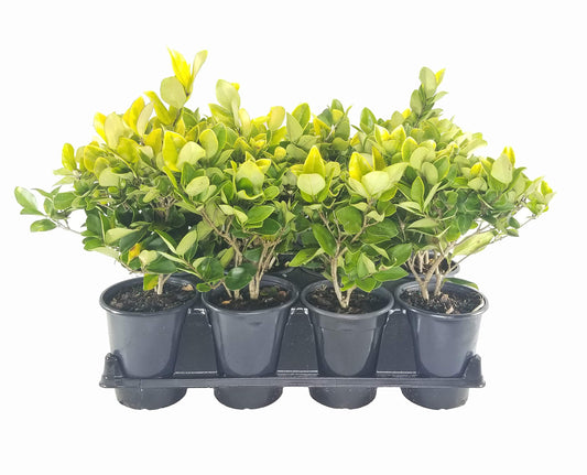 Ligustrum Japonicum Howardi - Live Quart Size Plants - Privet Howardii - Variegated Evergreen Privacy Hedge