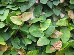 Ficus Pumila Quercifolia | Live Plants | Oak Leaf Creeping Fig, Easy-Care Indoor/Outdoor Trailing Vine Plant, Perfect for Walls and Ground Cover