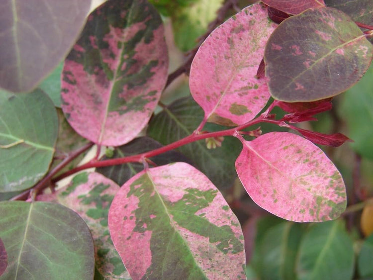 Breynia Disticha Roseopicta Snowbush | Live Plants | Ornamental Shrub, Perfect for Indoor & Outdoor Landscaping | Drought Tolerant, Low-Maintenance, Easy-to-Grow Plant