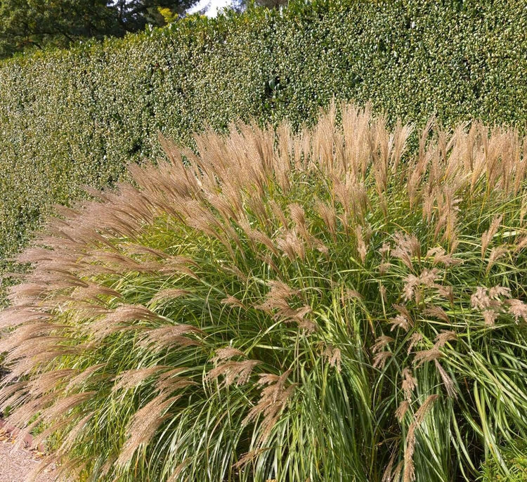 Adagio Maiden Grass | Live 4 Inch Pots | Miscanthus Sinensis | Fast Growing Cold Hardy Ornamental Plants