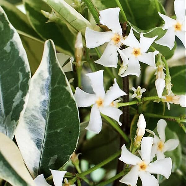 Variegated Confederate Jasmine | Extra Large Gallon Plants | Trachelospermum jasminoides Variegata | Eye-Catching Climber | Perfect for Garden Walls and Trellises