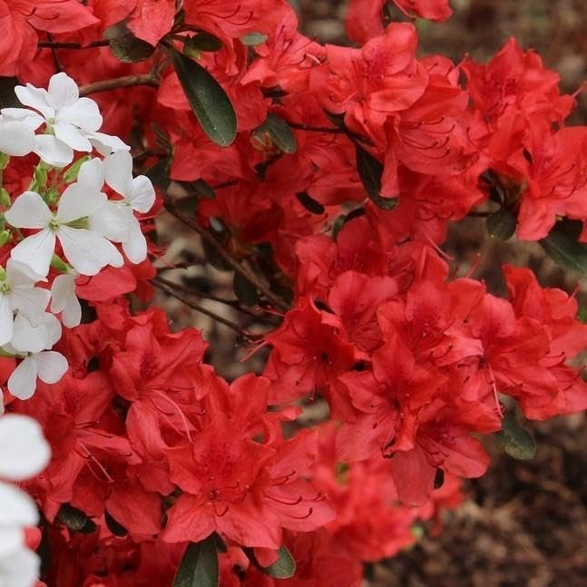 Red Formosa Azalea | Live Plants | Rhododendron Formosa Seedlings | Vibrant Spring Blooms | Ideal for Landscaping & Garden | Hardy & Easy to Grow | Perfect for Outdoor Planting