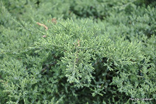 Nicks Compacta Juniper - Live Plants - Drought Tolerant Cold Hardy Evergreen