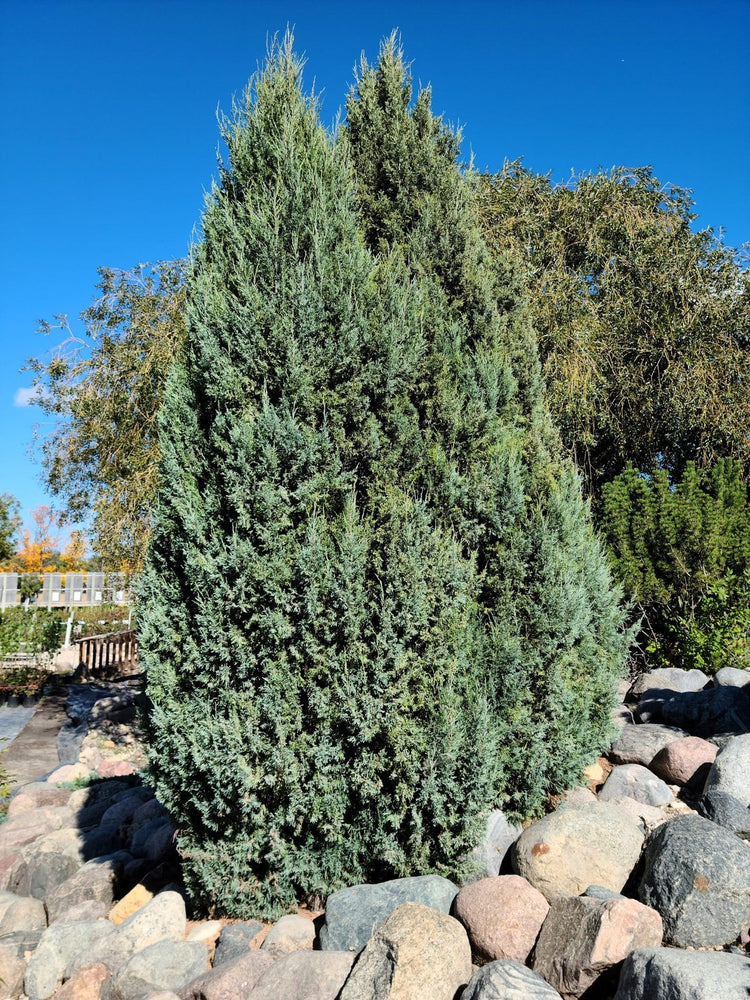 Medora Juniper | Extra Large Gallon Plants | Columnar Evergreen Shrub for Privacy, Landscaping, and Ornamental Gardens - Drought-Resistant & Easy-to-Grow