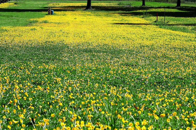 Ornamental Peanut Grass Golden Glory I Large Gallon Size Plants | Arachis Glabrata | Eco-Friendly Ground Cover with Vibrant Yellow Blooms, Drought-Tolerant