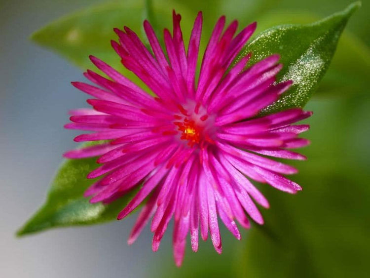 Variegated Baby Sun Rose | Live Plants | Aptenia Cordifolia Variegata | Easy Care Colorful Ground Cover | Succulent Foliage