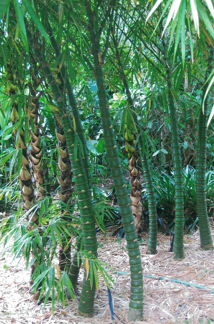 Dwarf Buddha Belly Bamboo | Live Plants | Bambusa Vulgaris Wamin | Rare Unique Beautiful Specimen | Non-Invasive Clumping Bamboo