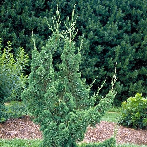 Robusta Green Juniper | Extra Large Gallon Plant | Hardy Evergreen Shrub for Landscapes & Gardens, Ideal for Ground Cover, Topiary, Bonsai, Low Maintenance, Drought Tolerant