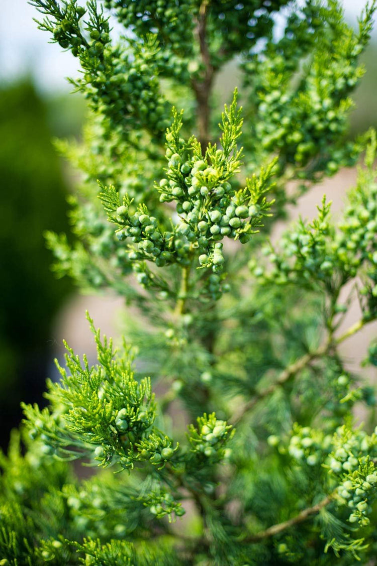 Hetzi Columnar Juniper - Live Plants - Juniperus Chinensis - Evergreen Privacy Barrier