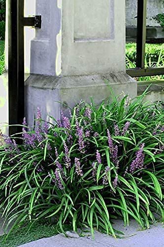 Liriope Emerald Goddess Muscari | Large Gallon Size Plants | Live Drought Tolerant Low Maintenance Evergreen Groundcover Grass